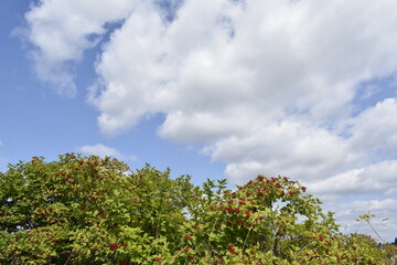 tree and sky