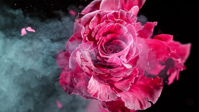 Super Slow Motion Shot of Frozen Colorful Rose Explosion at 1000fps.