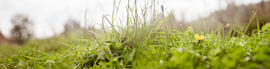 Landscape panorama of meadow with lush grass close-up with beautiful bokeh. Natural green background in nature outdoors, wide format with copy space.