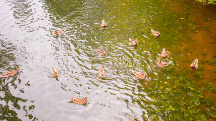 Wild ducks on the autumn lake, beautiful waterfowl
