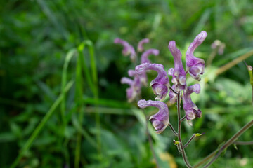 a small purple flower in green bushes,