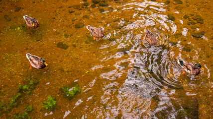Wild ducks are looking for food in an autumn shallow stream.
