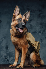 Canine traveler german shepherd breed with backpack - obrazy, fototapety, plakaty