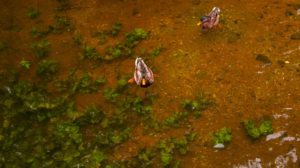 Picturesque bright landscape of wild ducks, streams and water plants.