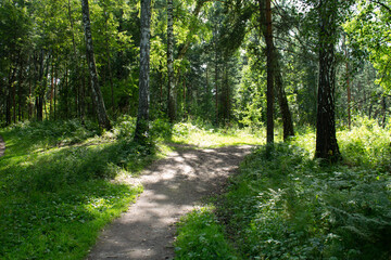green forest, summer day.green leaves, trees. natural texture