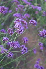 Lavender Verbena Bonariensis is a purple flower, hydrangea in the background.