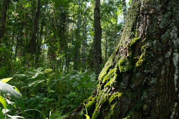 Obraz premium green forest, moss on the trunk of a tree. a summer day. natural texture