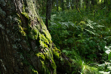 Fototapeta na wymiar green forest, moss on the trunk of a tree. a summer day. natural texture