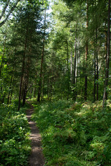 green forest, summer day.green leaves, trees. natural texture