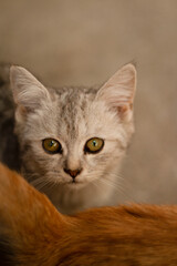 Сlose up portrait of a gray cat with yellow eyes