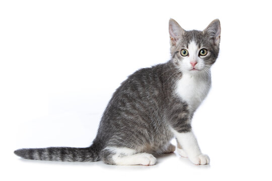 Cute tabby kitten on white background