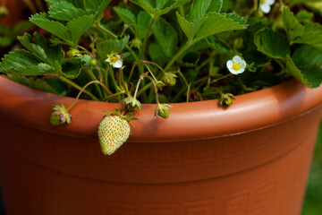 Home-grown sweet strawberry plants placed in a plastic brown terra cotta looking textured pot with...