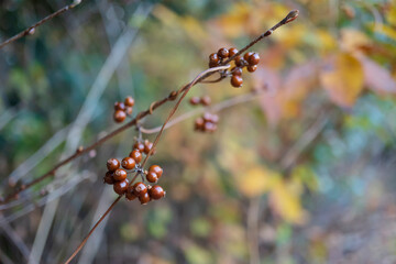 乾燥した秋のヘクソカズラ（Paederia scandens）の実／日本11月