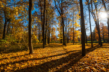Fototapeta premium View of city park