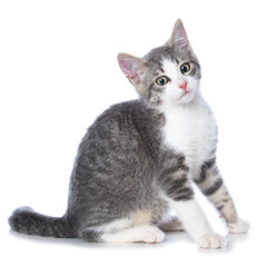 Obraz premium Cute tabby kitten on white background