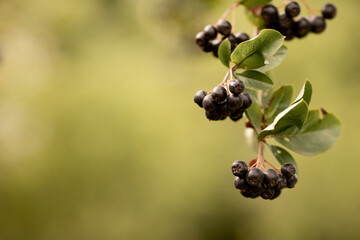 Aronia berries. Aronia melanocarpa, Black Chokeberry. growing in the garden on a blurred green background with copy space.