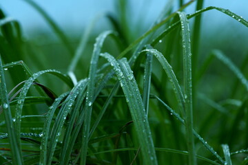 drops on the grass