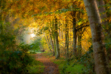 a path in between golden colored trees in the forest at sunset