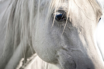 Head of a white arabian horse. Close up portrait