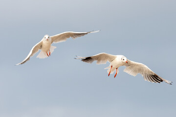 Seagull in flight over the Polish sea 