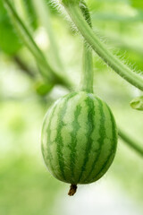 Watermelon fruit plantation on tree in the greenhouse, close up