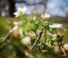 flowers in the garden
