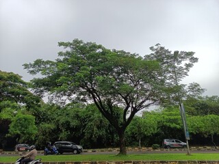 trees in the garden