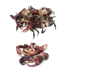 Fresh crab claws isolated on white background. Freshwater crab