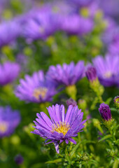 Obraz premium Aster