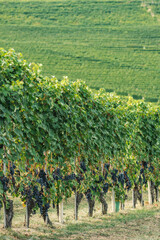 Rows of vines of black nebbiolo grapes with green leaves in the vineyards, Piemonte, Langhe wine district and Unesco heritage, Italy, in September before harvest, vertical