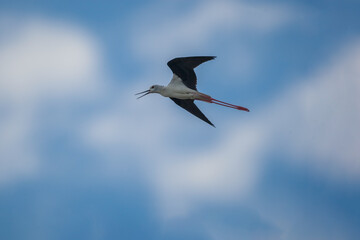 Obraz premium Under-wing view of the Black-winged Stilt (Himantopus himantopus) in flight. Blue background.