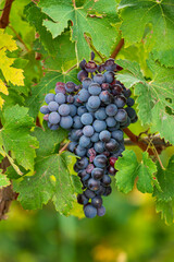 Beautiful bunch of black nebbiolo grapes with green leaves in the vineyards of Barolo, Piemonte, Langhe wine district and Unesco heritage, Italy, in September before harvest, close up, vertical