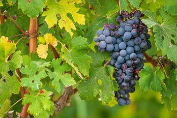 Beautiful bunch of black nebbiolo grapes with green leaves in the vineyards of Barolo, Piemonte, Langhe wine district and Unesco heritage, Italy, in September before harvest, close up