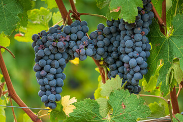 Fototapeta premium Beautiful bunch of black nebbiolo grapes with green leaves in the vineyards of Barolo, Piemonte, Langhe wine district and Unesco heritage, Italy, in September before harvest, close up