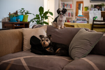 Portrait of two cute pets sitting on sofa