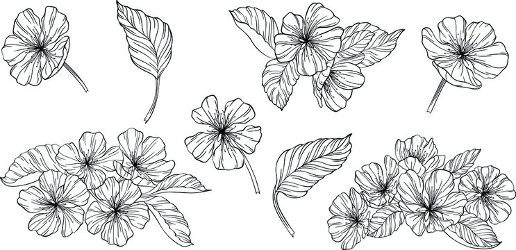 Pear flowers and leaves isolated on white. Hand drawn line vector illustration. Eps 10