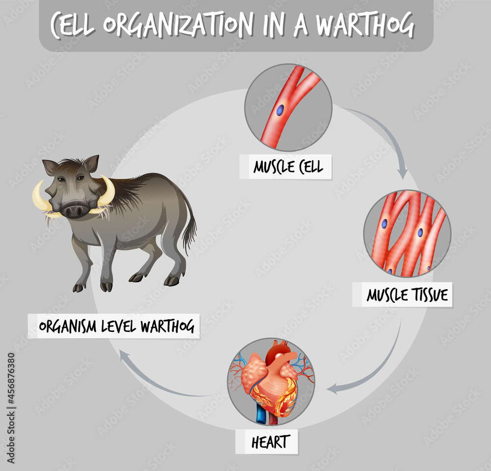 Sticker Diagram showing cell organization in a warthog