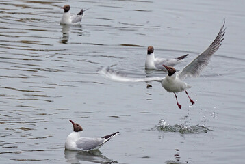 seagull in flight