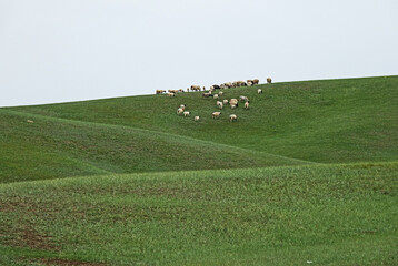landscape with field and sky