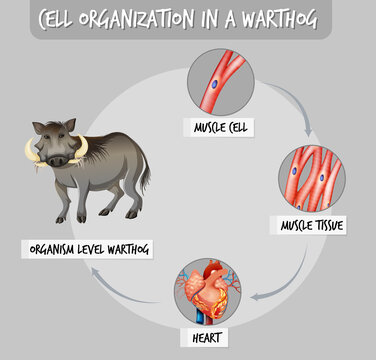 Diagram showing cell organization in a warthog