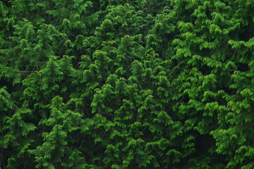 Dense cypress leaves that fill the screen