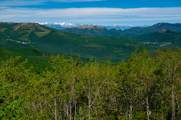 Early summer alpine towering over the temperate forest