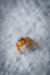 spider on the wall