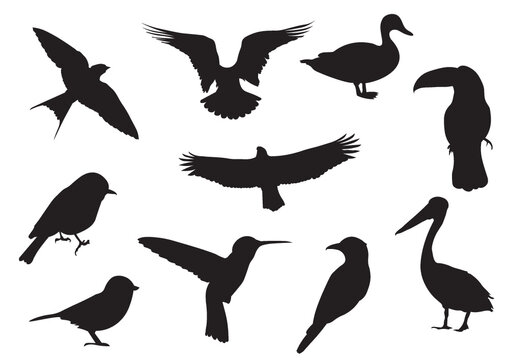 set of birds silhouettes