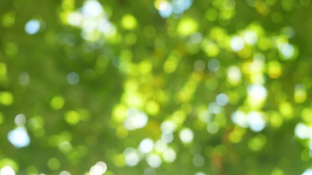 Beautiful green  nature bokeh background