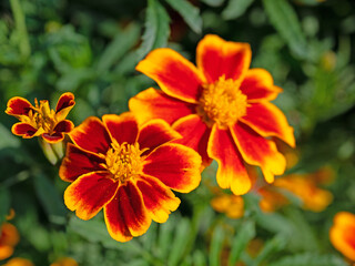 Blühende Studentenblume, Tagetes