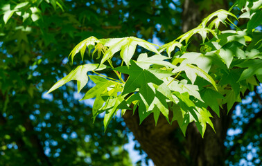 Close-up of green leaves Liquidambar styraciflua (American sweetgum)  in spring Arboretum Park...
