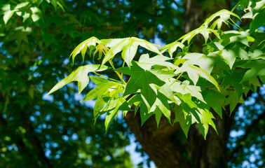 Fototapeta premium Close-up of green leaves Liquidambar styraciflua (American sweetgum) in spring Arboretum Park Southern Cultures in Sirius (Adler) Sochi. Amber tree in sunny day