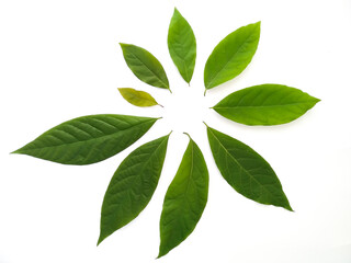 Green leaves isolated on white background. Avocado leaf lies on white surface. Natural background. Leaf texture.