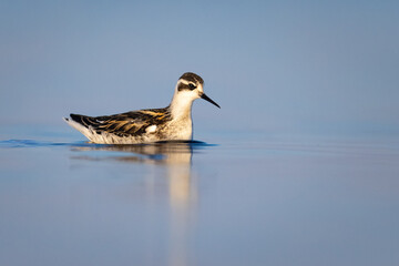 Juvenile red-necked phalarope on the Baltic sea coast in Mikoszewo Poland